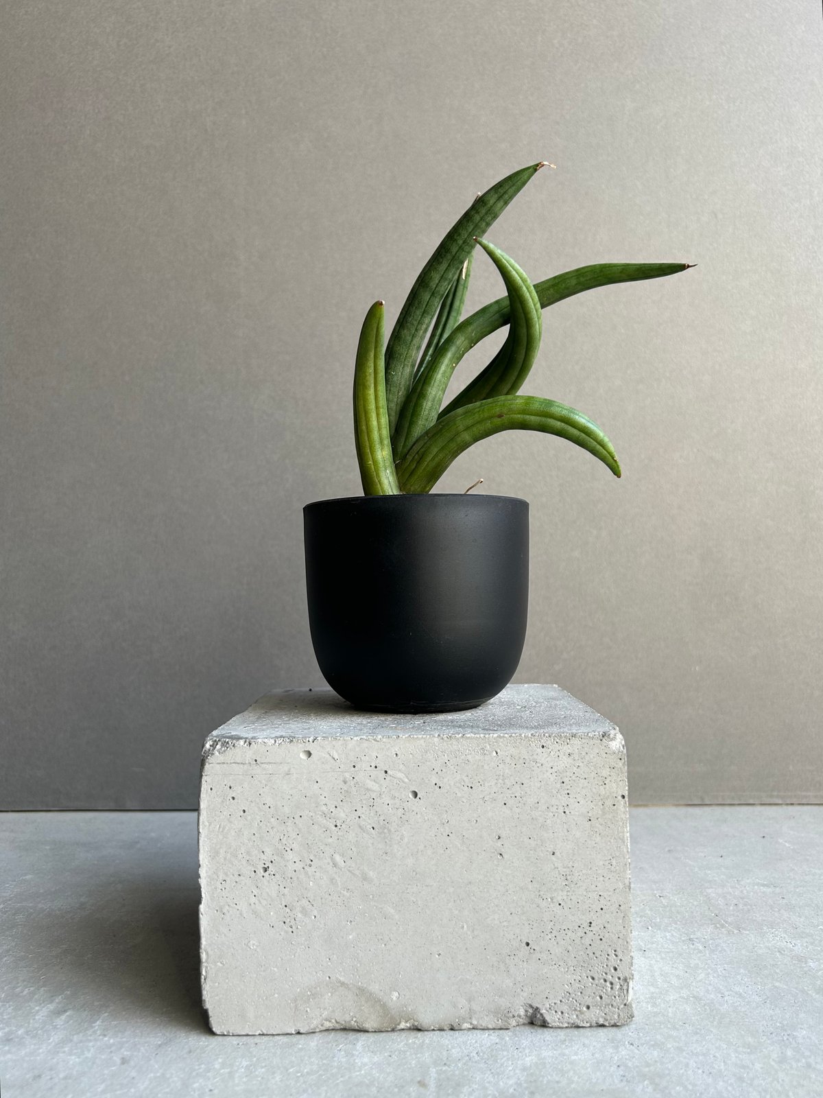 サンセベリア アンヤマニー ハイブリッド “トルネード”「Sansevieria