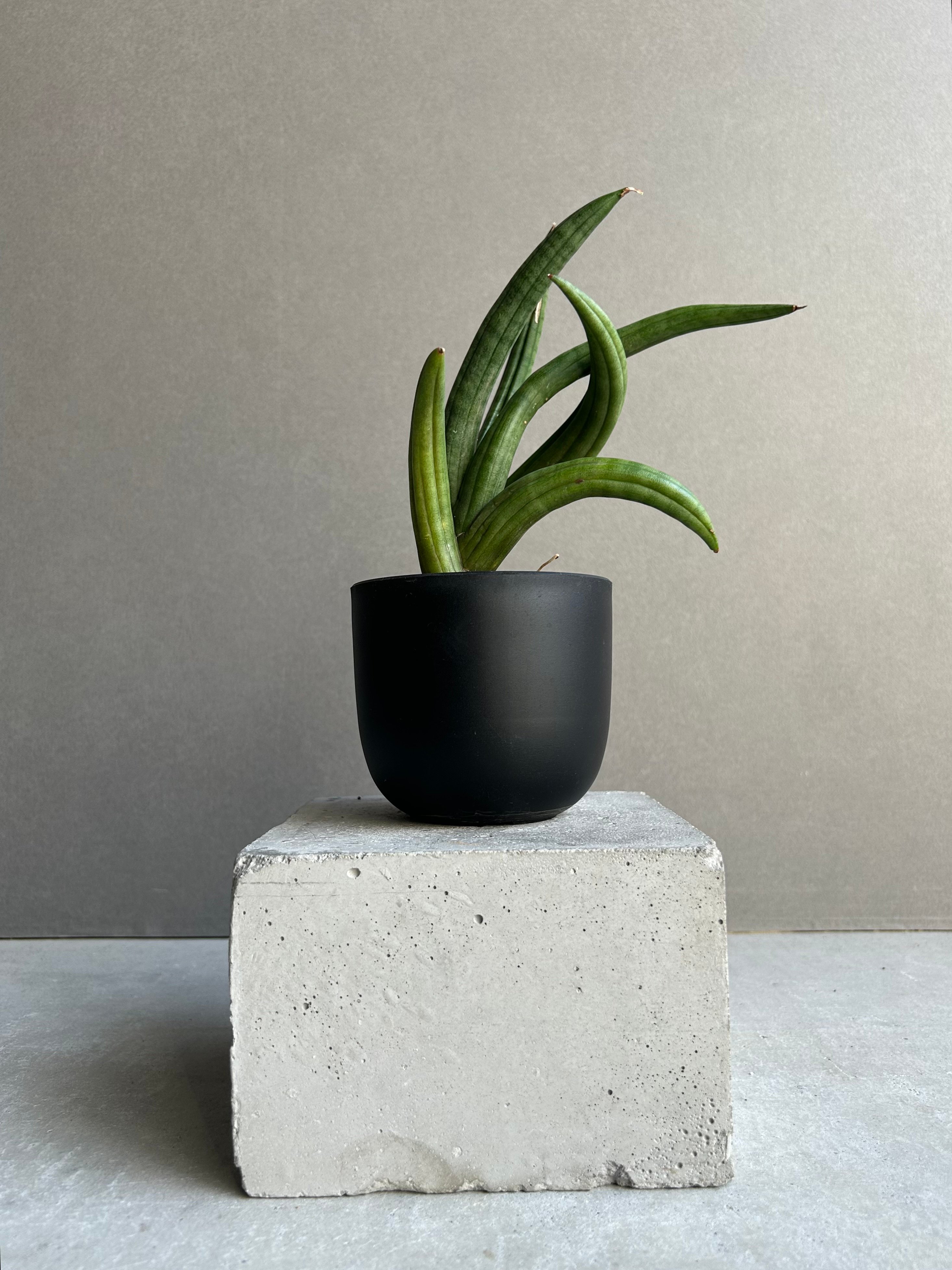 サンセベリア アンヤマニー ハイブリッド “トルネード”「Sansevieria