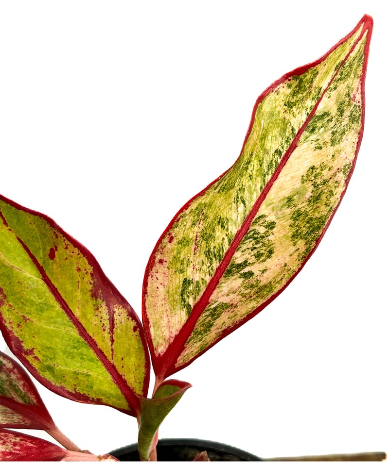 激レア　アグラオネマ　Aglaonema サイアムオーロラ アグラオネマ サイアム オーロラ 斑入 「Aglaonema Siam Aurora