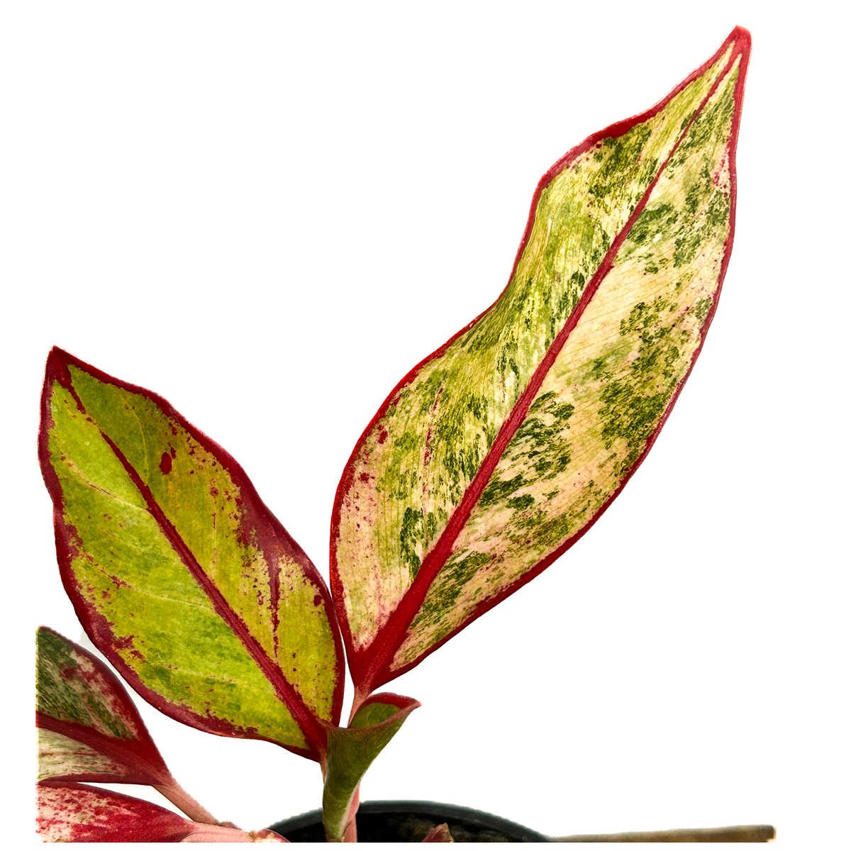 激レア　アグラオネマ　Aglaonema サイアムオーロラ アグラオネマ サイアム オーロラ 斑入 「Aglaonema Siam Aurora