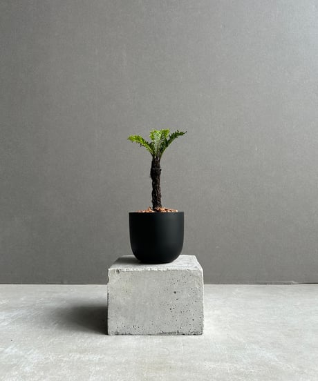 親株 フローレンシアエ 親株現物販売 クオリティ α-ZAK(コラムス仕様・プレート別売り) - 剥離専用