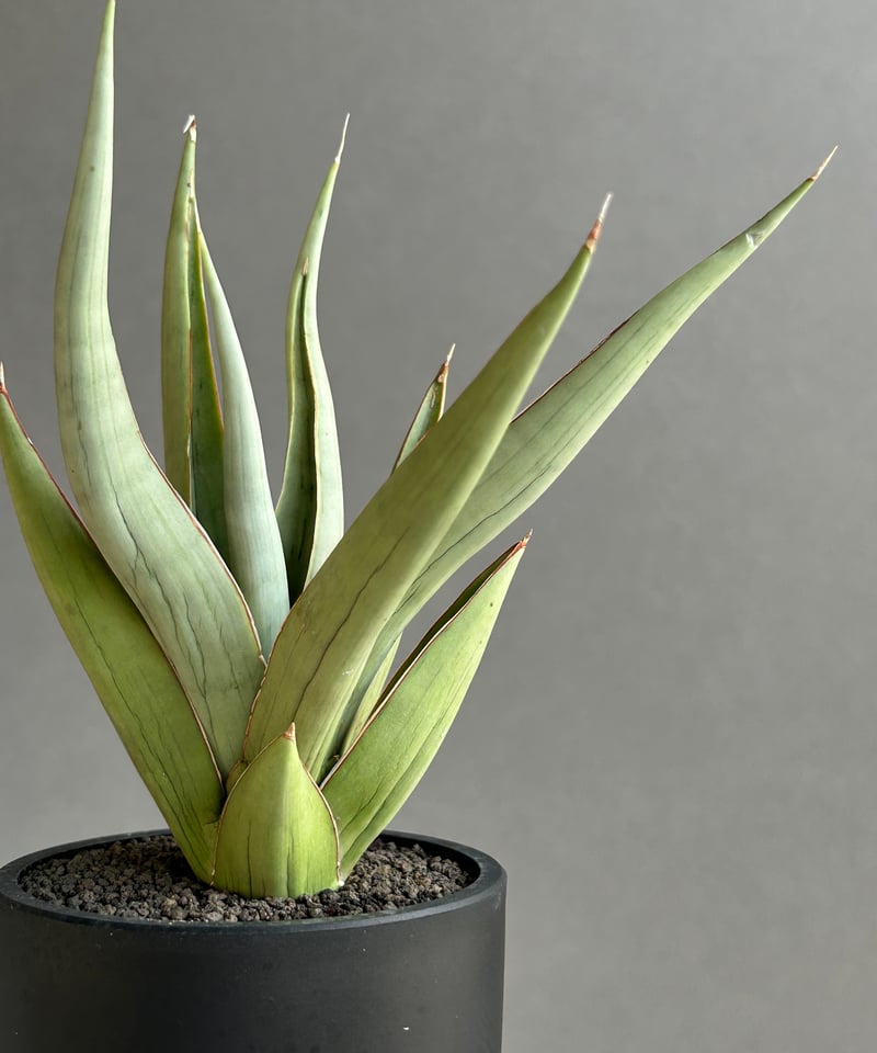 サンセベリア バイ-ビッド 「Sansevieria Bi-Bid (by Unyamanee