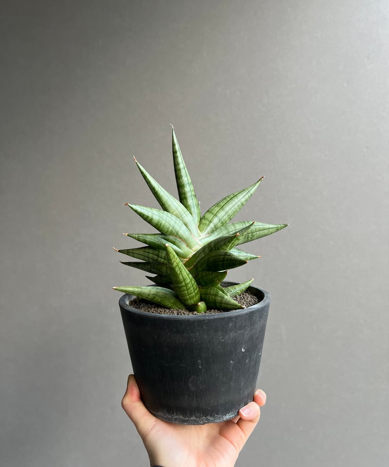 EMP サンセベリア ヴィエナ 斑入り 仔株付き / レア SA356 サンセベリア ヴィエナ「Sansevieria Vienna (by Unyamanee Ga