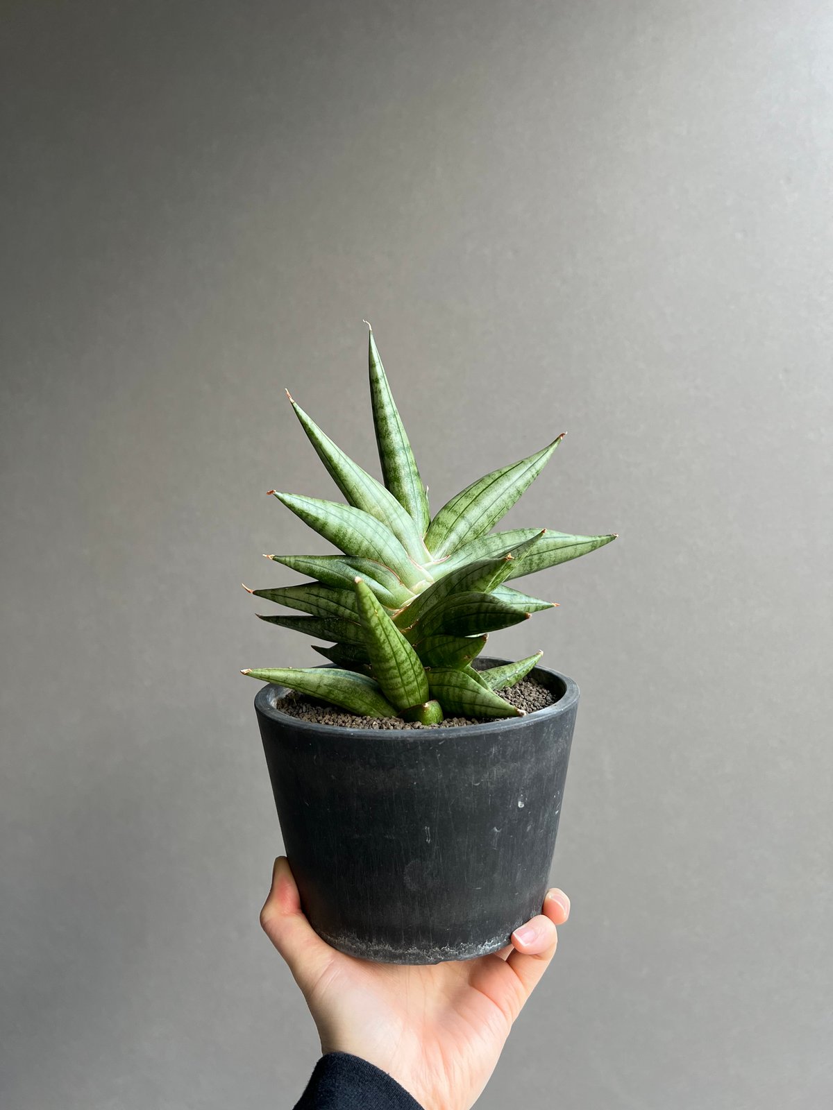 サンセベリア ヴィエナ「Sansevieria Vienna (by Unyamanee Ga