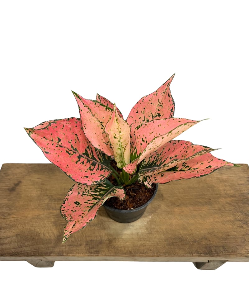 アグラオネマ ザ・ファームセレクト]アグラオネマ：プラチナムカラット 3号