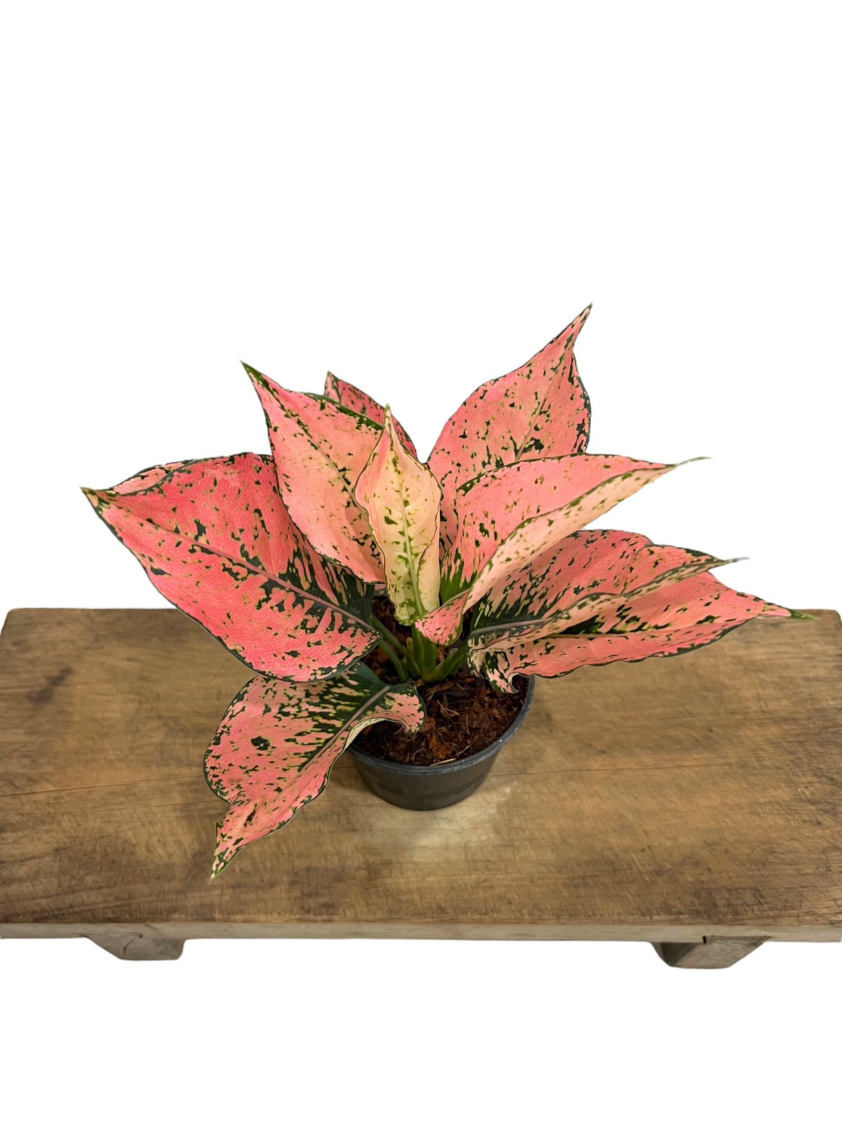 アグラオネマ トライ ペット 「Aglaonema Tri Phet」77L | SHOUCH アグラオネマ トライ ペット 「Aglaonema Tri Phet」77L | SHOUCH