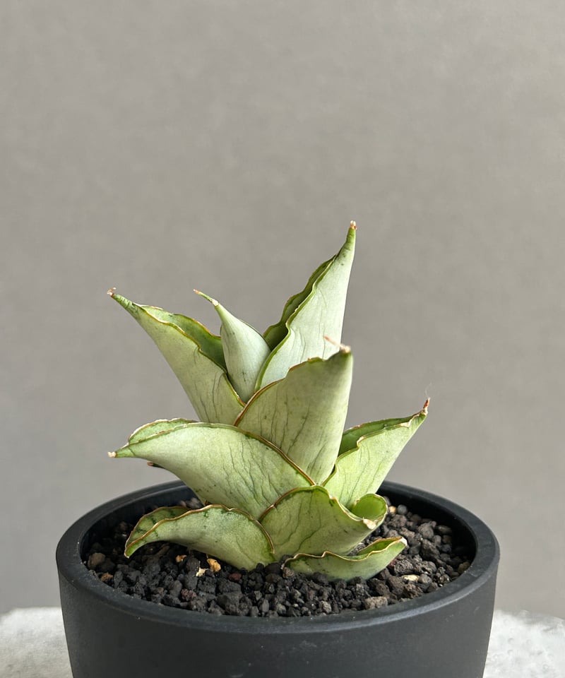 GP Sansevieria Bua Kao サンセベリア ブア カーオ サンセベリア ブア カーオ「 Sansevieria Buakaw(by Unyamanee