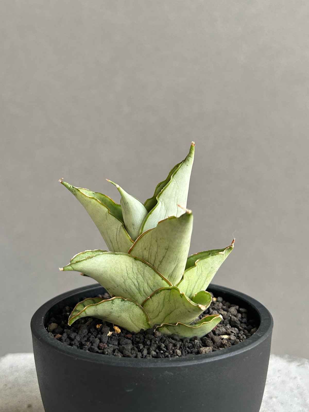 GP Sansevieria Bua Kao サンセベリア ブア カーオ サンセベリア ブア カーオ「 Sansevieria Buakaw(by Unyamanee