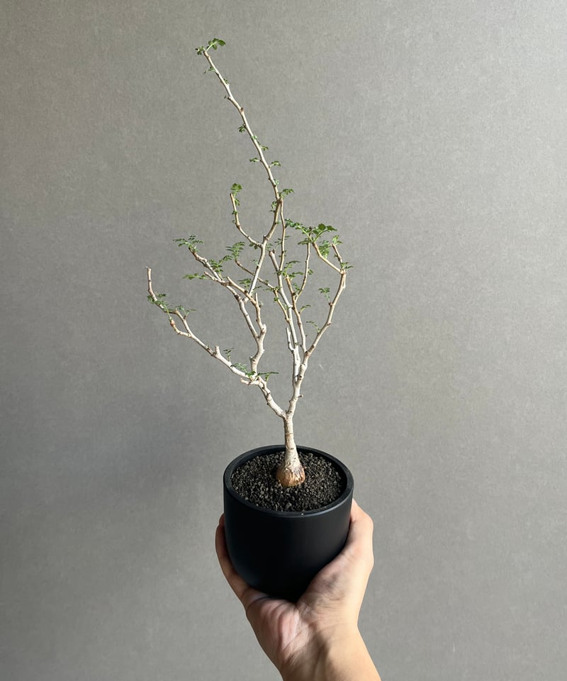 パキコルムス ディスカラー “象の木” (実生苗) 「Pachycormus discolor