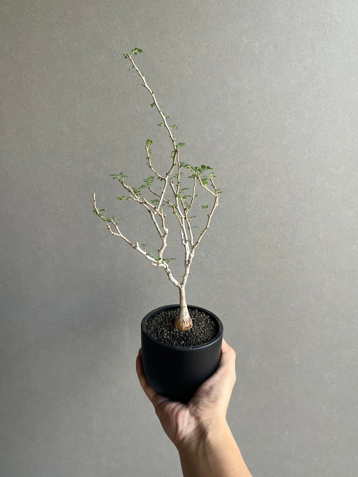 パキコルムス ディスカラー “象の木” (実生苗) 「Pachycormus discolor