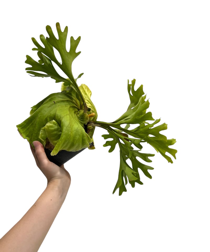 ビカクシダ リドレイ(by ヌクル) 「Platycerium ridleyi (by Nuk