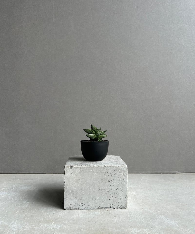 サンセベリア インフィニティ「Sansevieria Infinity 」57I | SHOU