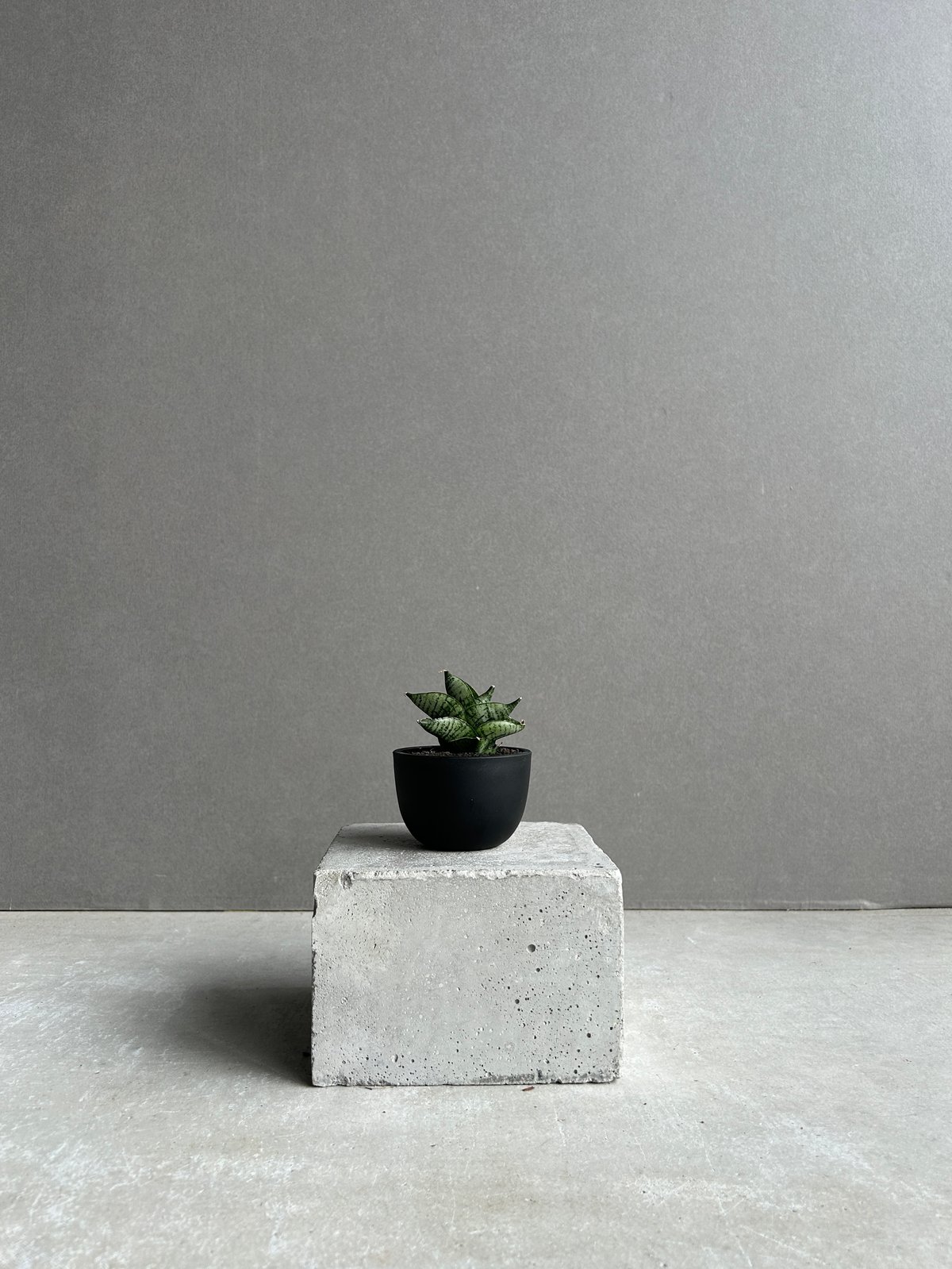サンセベリア インフィニティ「Sansevieria Infinity 」57I | SHOU