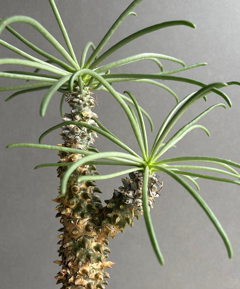 チレコドン ワリチー+ YON-HACHI「Tylecodon wallichii」47L |