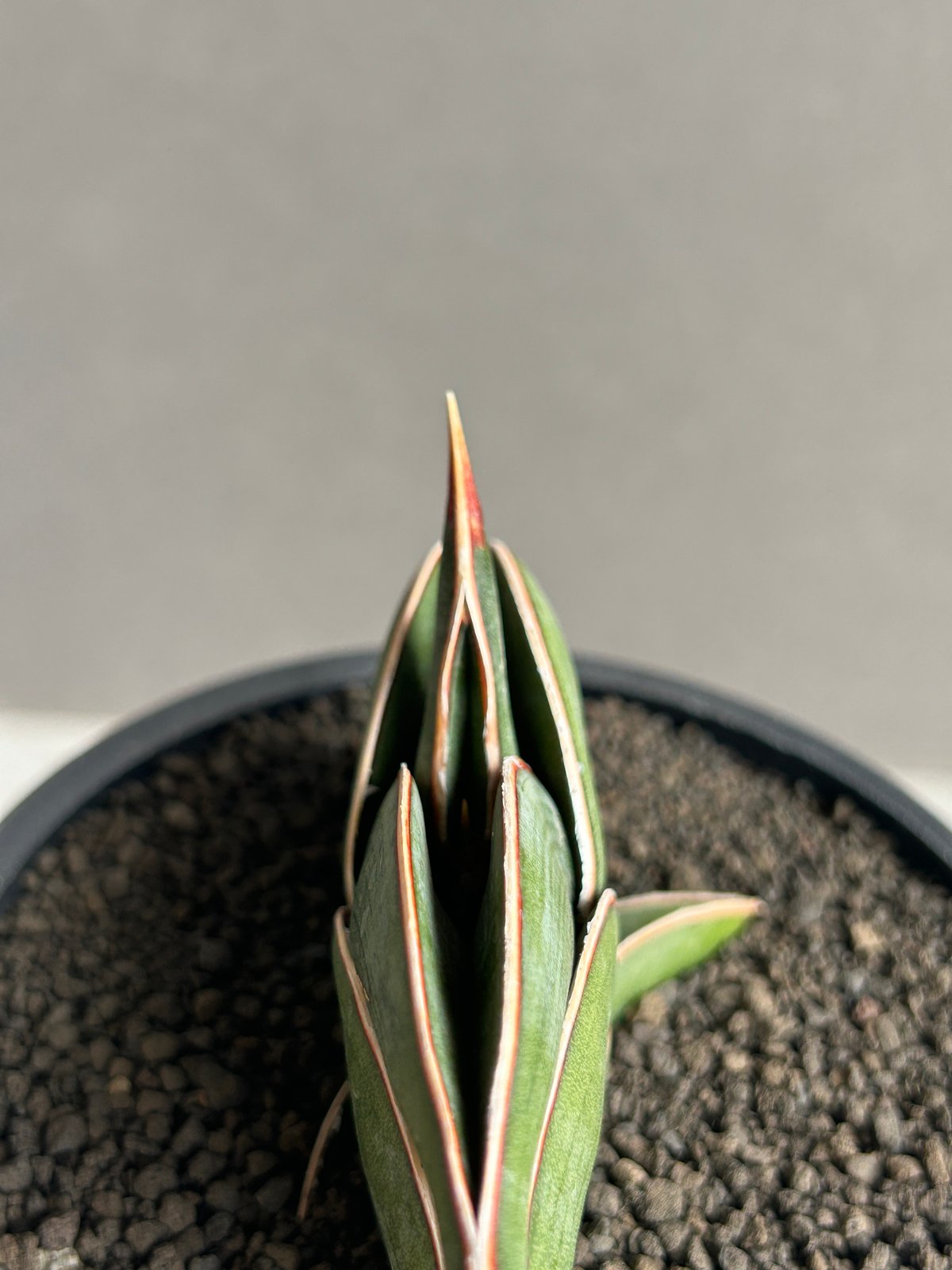 ☆サボテン・多肉植物☆804☆ Sansevieria rorida サンセベリア