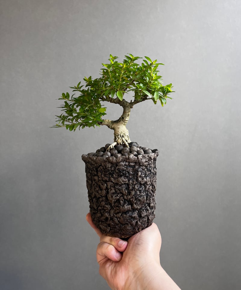うち” 盆栽 + plantsmonsters pot 「“UCHI” BONSAI」66
