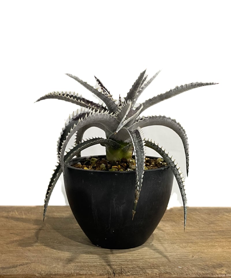 Dyckia ‘Samurai’ ディッキア 中株 Dyckia 'Samurai' ディッキア 中株