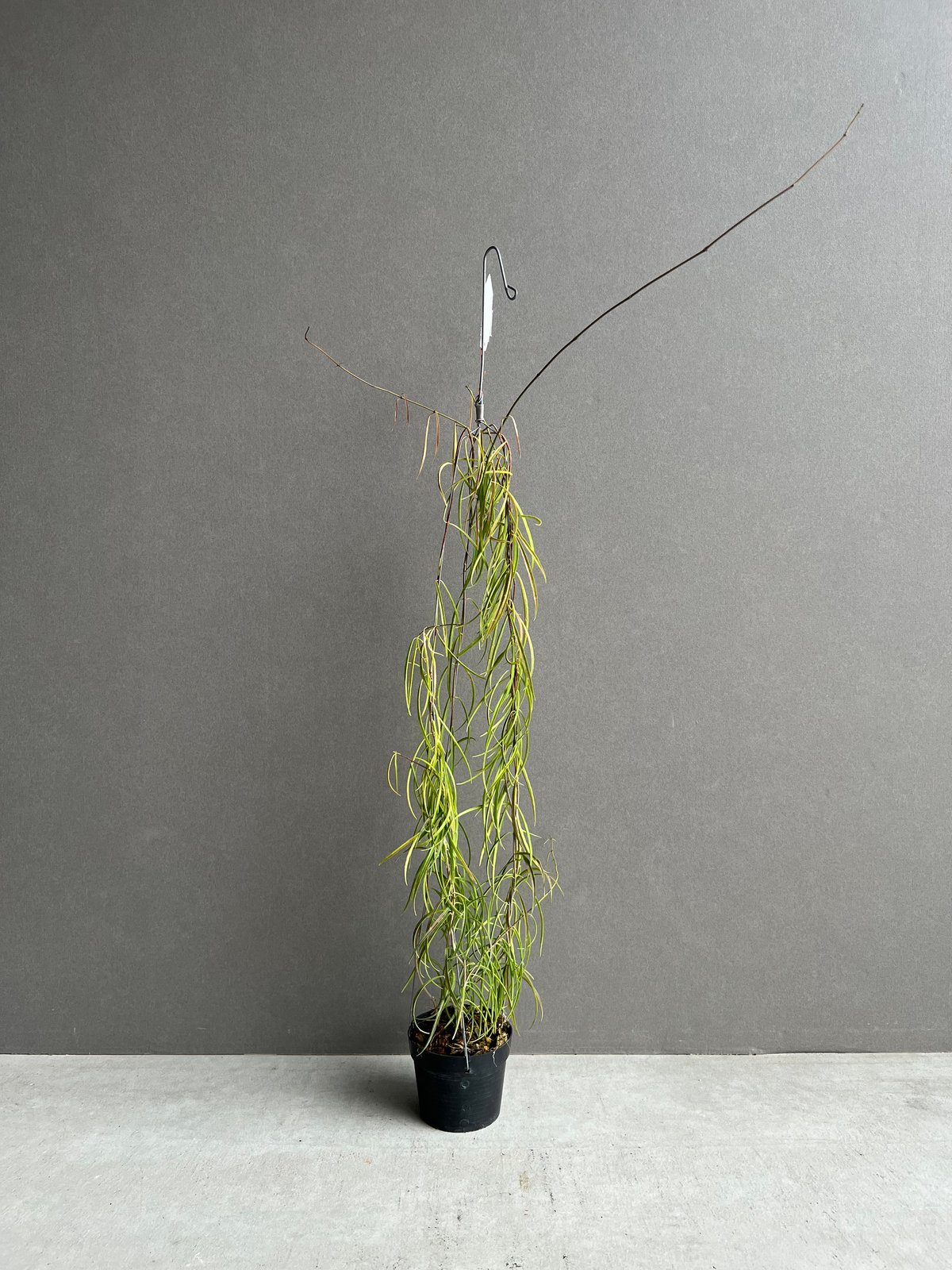 専用＊0927＊ホヤ ＊ステノフィラ 専用＊0927＊ホヤ ＊ステノフィラ 専用＊0927＊ホヤ ＊ステノフィラ