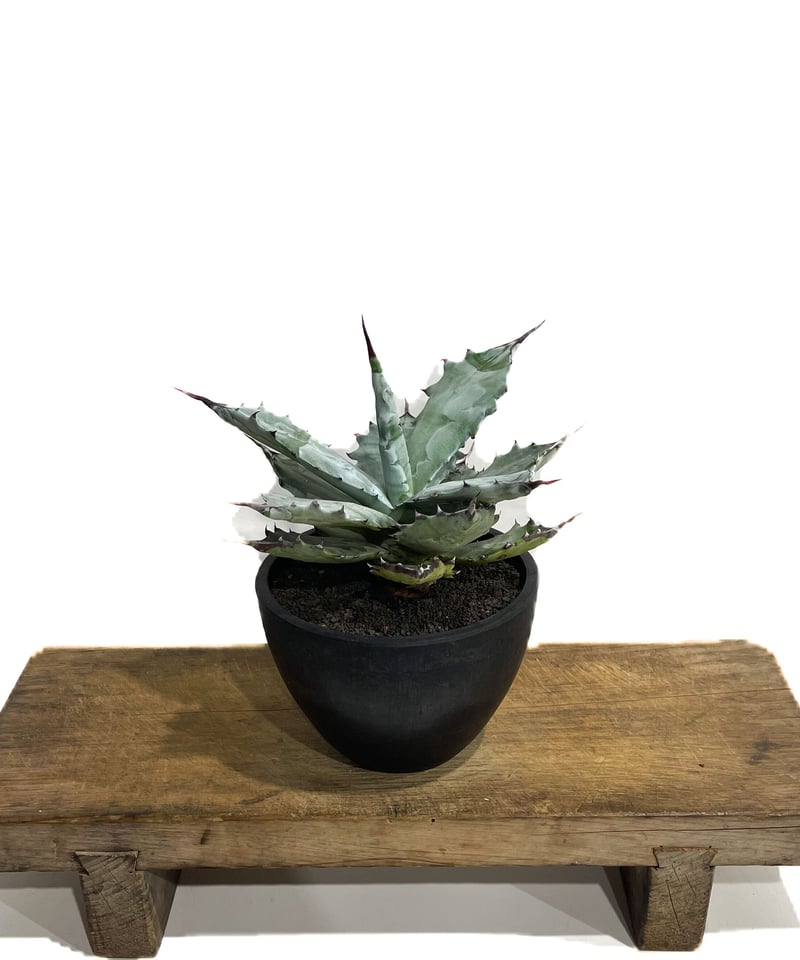 アガベ コロラータ「Agave colorata」19E-3 | SHOUCHIKUEN