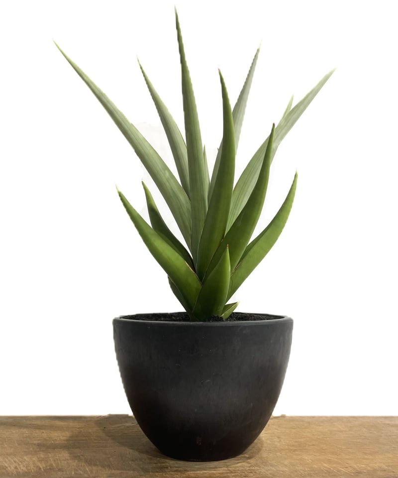 サンセベリア チャニン「Sansevieria Chanin(by Unyamanee Gar