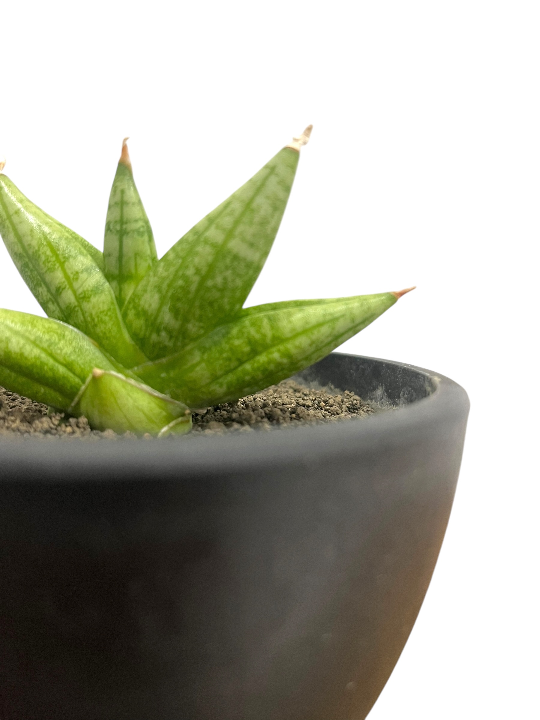 サンセベリア ヤヤ(by アンヤマニー ガーデン) 「Sansevieria YaYa (by