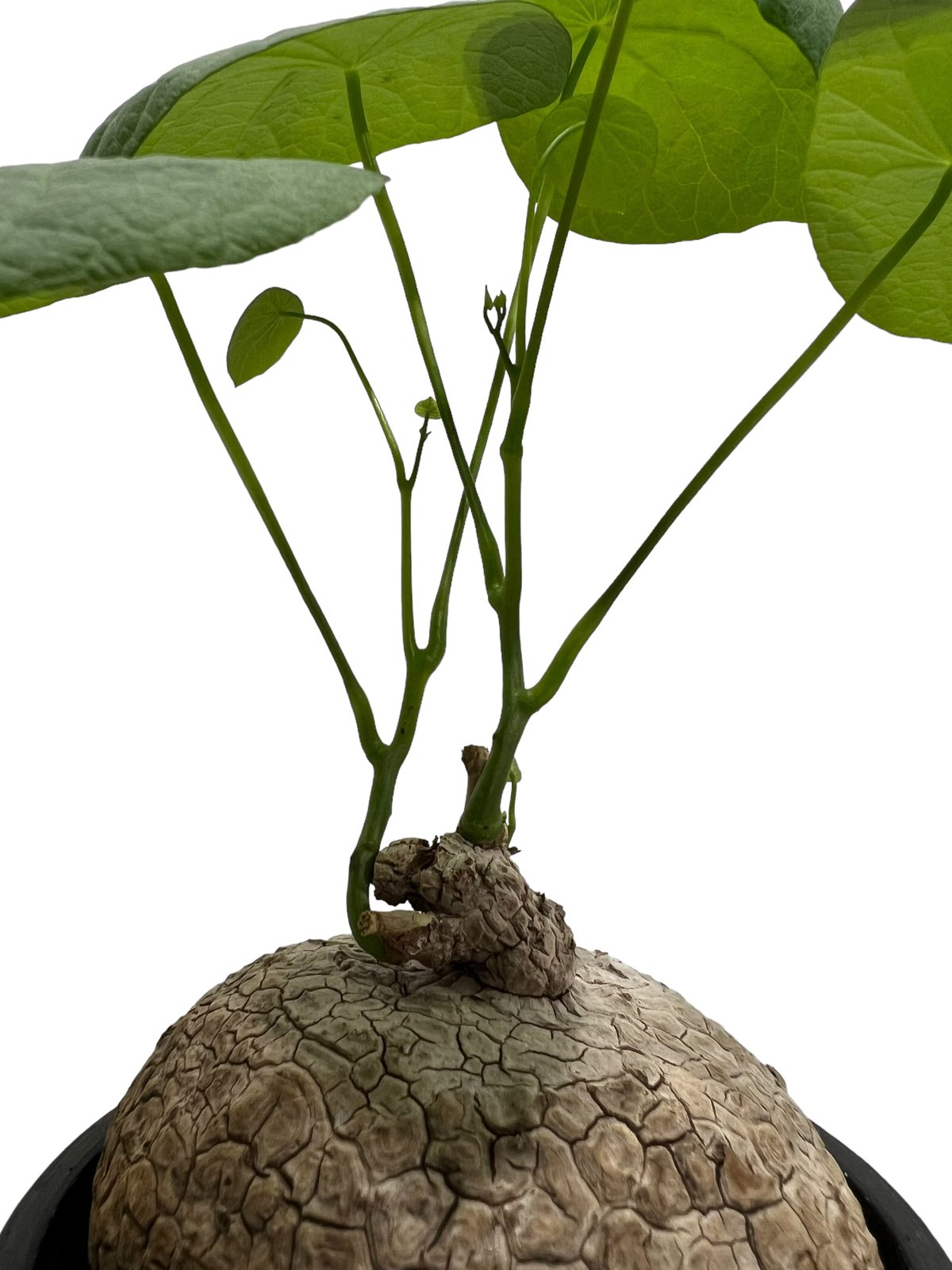 ステファニアスベローサ 「Stephania suberosa」80P | SHOUCHIKUEN