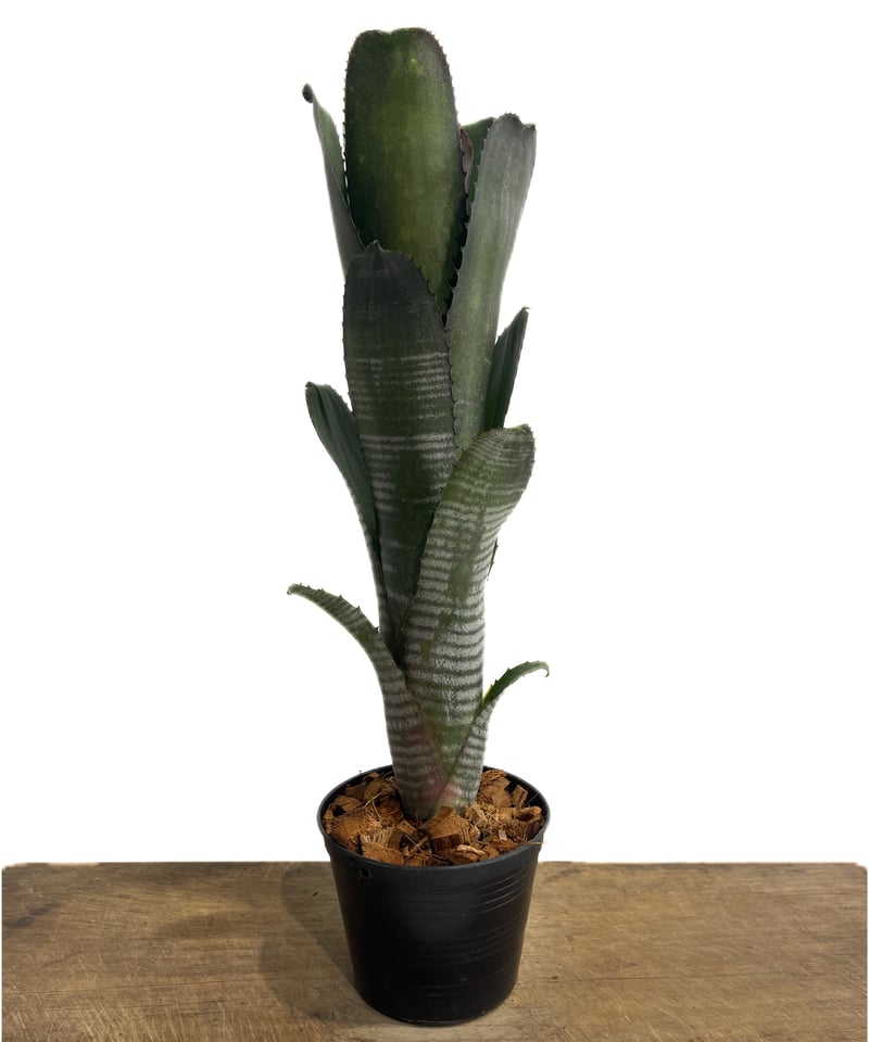 ビルベルギア ダースベイダー「Billbergia 'Darth vader'」65G-3 ビルベルギア ダースベイダー「Billbergia 'Darth vader'」65G-3