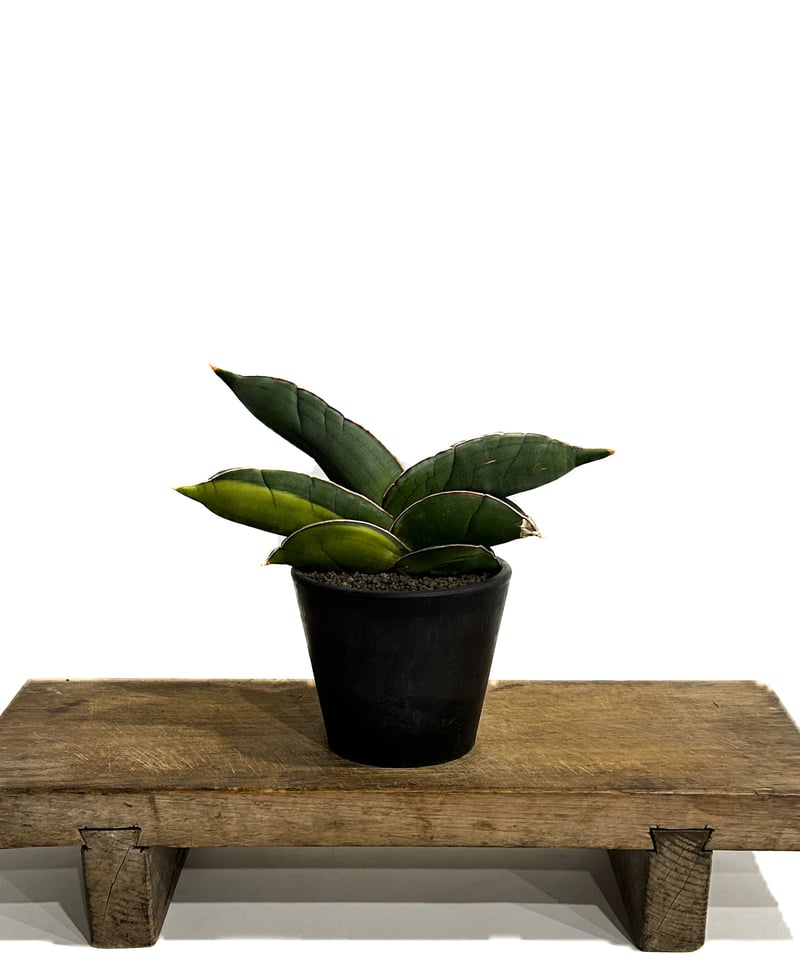 サンセベリア バナナ 斑入 “スーパー ファット”「Sansevieria