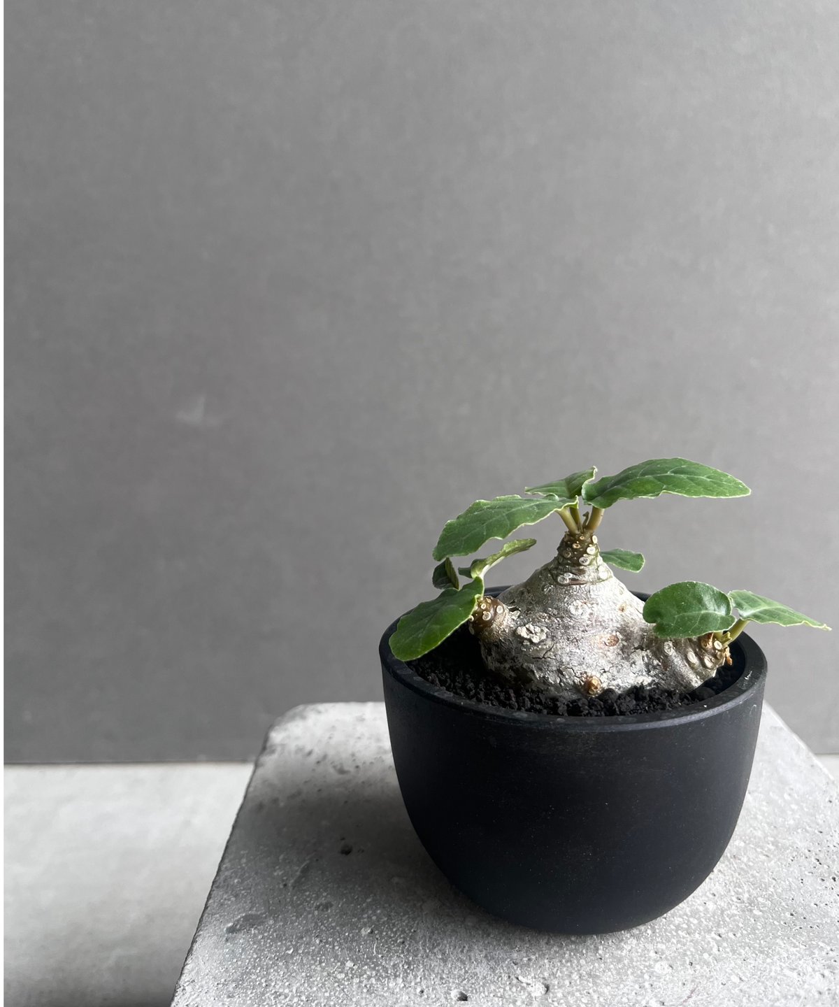 ドルステニア フォエチダ “多頭タイプ” 「Dorstenia foetida