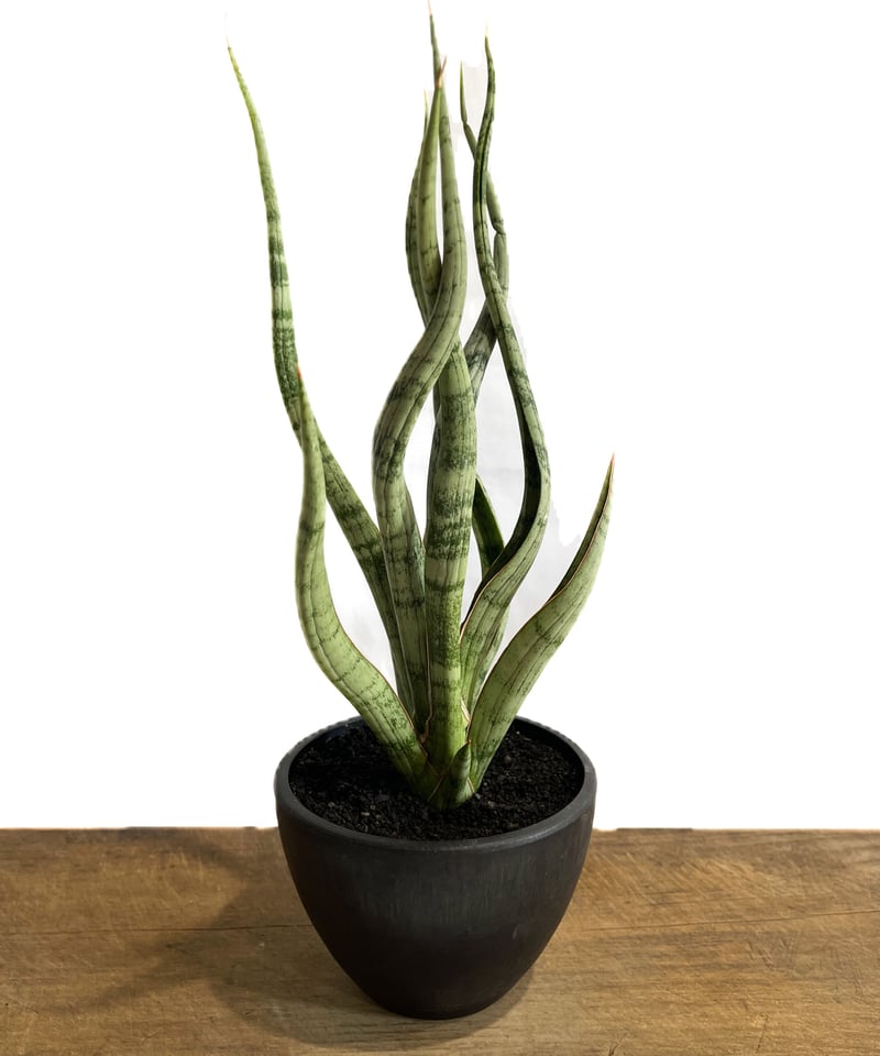 サンセベリア コヨーテ 「Sansevieria Coyote」9/2-53C-3 | SHO