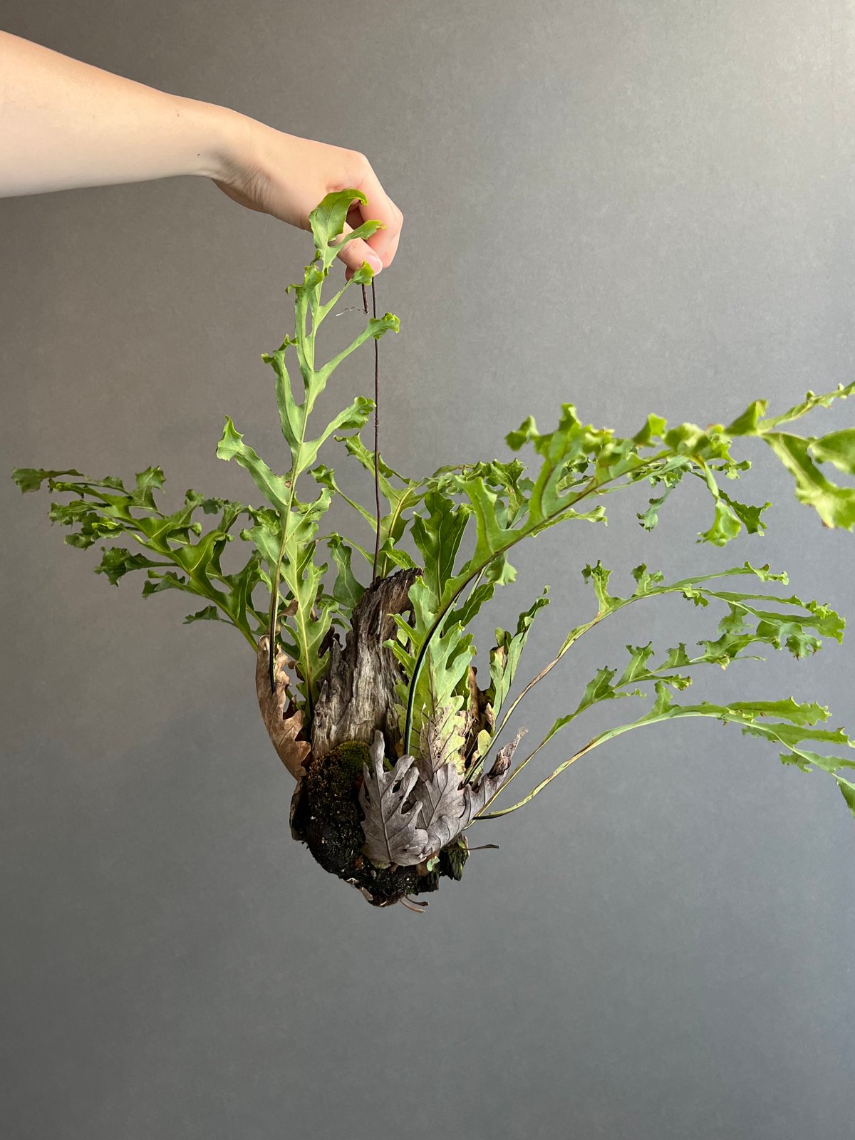 ドリナリア クエルシフォリア '変異種' 「Drynaria quercifolia