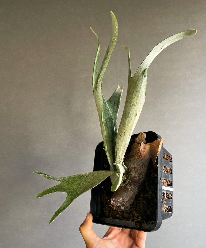 ビカクシダ ベイチー cv. グワン キ(子株)「Platycerium veitchii c