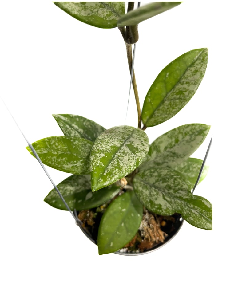 ホヤ カルノサ ウィバー グレーブス「Hoya carnosa “Wibur Graves”」