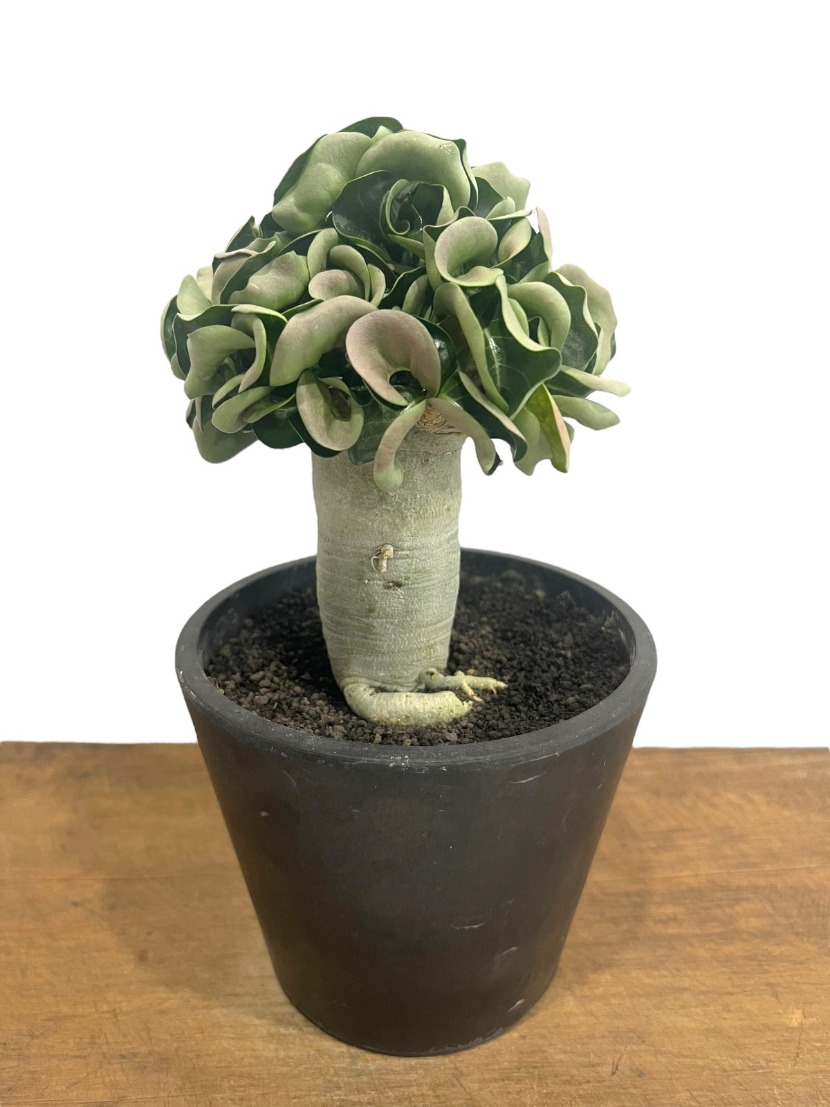 アデニウム メデューサD.H.A (獅子葉) “選抜個体” 「Adenium Medusa D