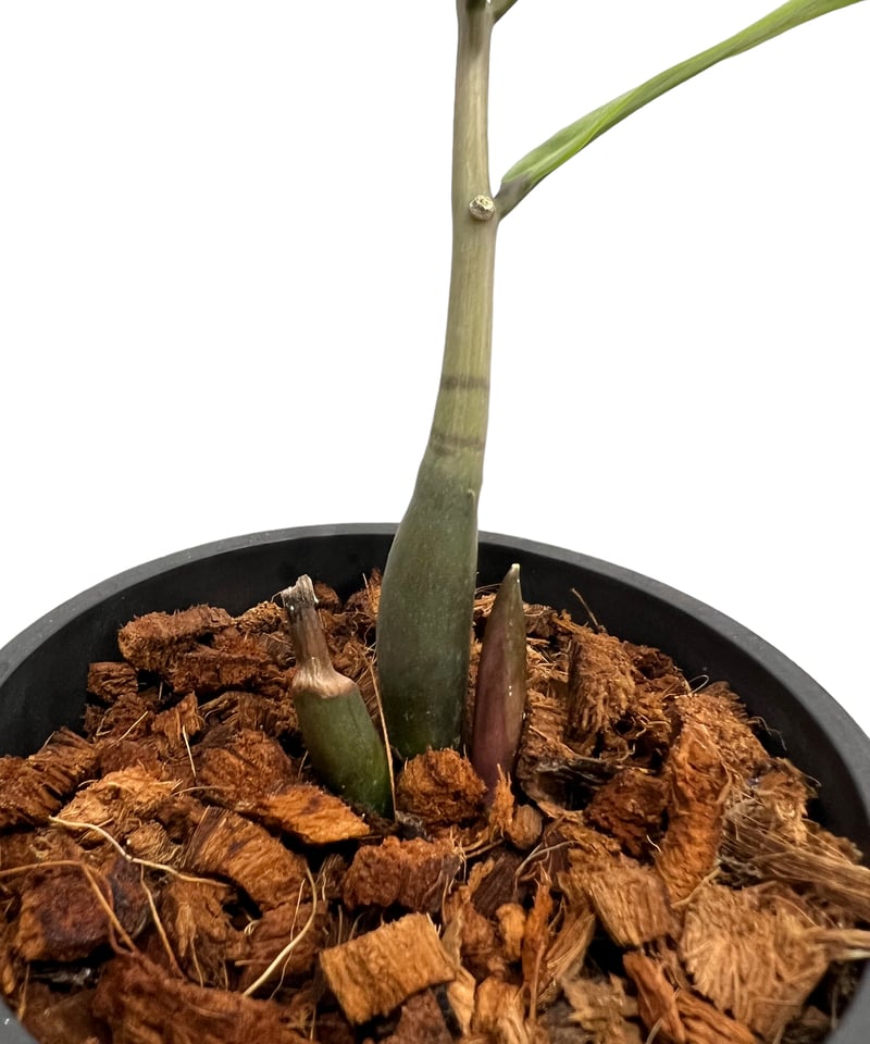 ザミオクルカス 斑入 「Zamioculcas Zamiifolia Variegated」7