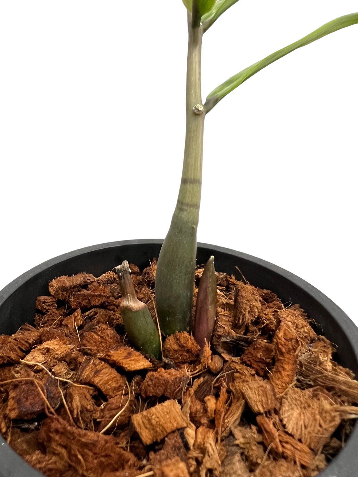 希少 ザミオクルカス 斑入 ザミオクルカス 斑入 「Zamioculcas Zamiifolia Variegated」7