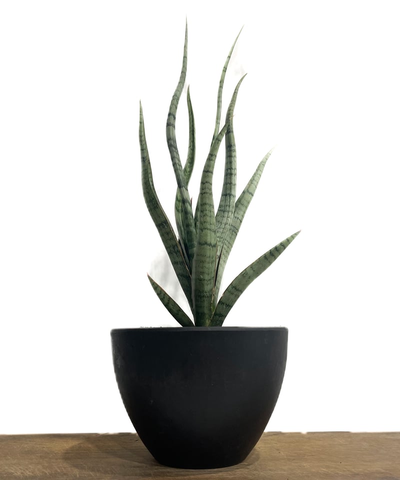 サンセベリア コヨーテ 「Sansevieria Coyote」6/1-705 | SHOUC