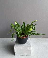 サンセベリア lav.23251 ハイパー斑入り「Sansevieria lav. 23251 サンセベリア lav.23251 ハイパー斑入り「Sansevieria lav. 23251