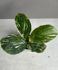 EMP サンセベリア ベンジャロン / 仔株付き SA427 EMP サンセベリア ベンジャロン / 仔株付き SA427 - メルカリ