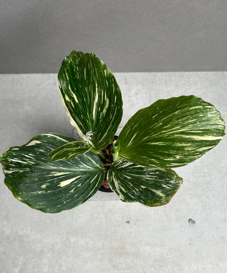 Kaede Akamine　モンステラ　福助　ミュテシヨントライカラー Kaede Akamine様専用 モンステラ 福助 ミュテシヨントライカラー