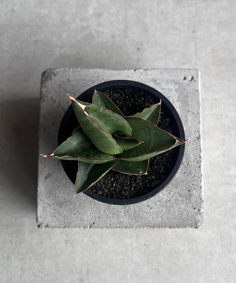 サンセベリア オペラ ハウス 「Sansevieria Opera House 」36B |