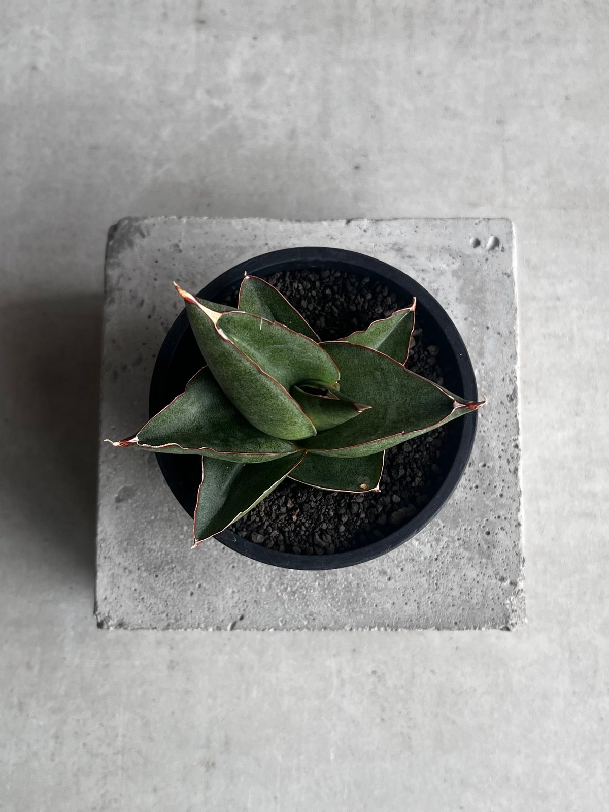 サンセベリア オペラ ハウス 「Sansevieria Opera House 」36B |