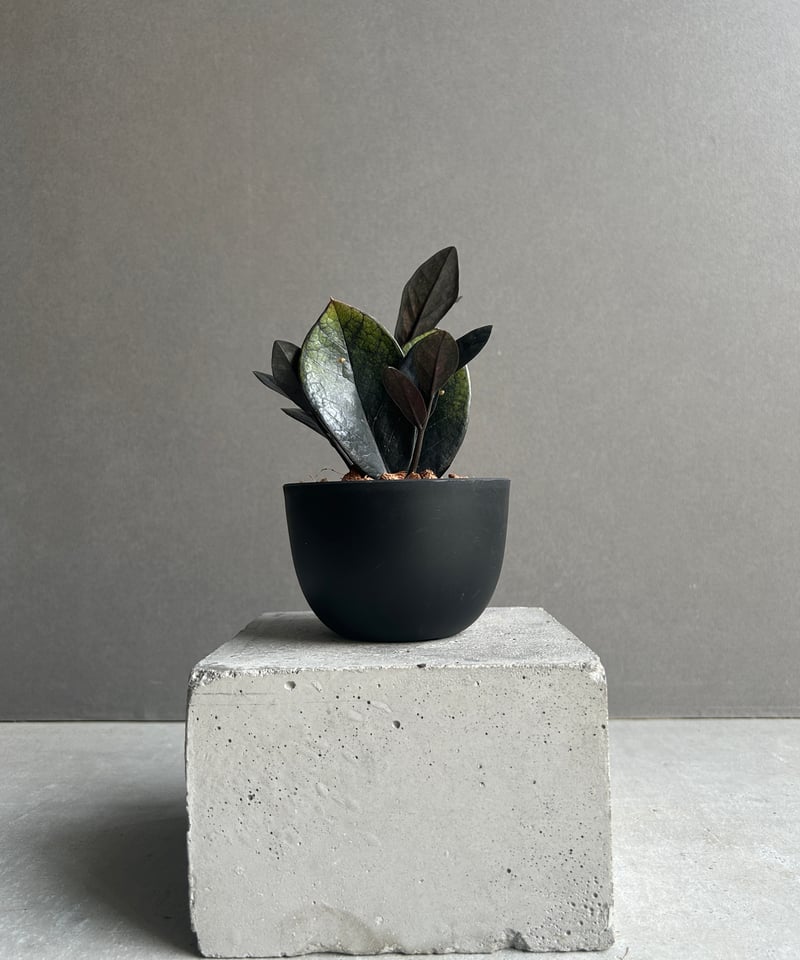 ザミオクルカス 斑入 “ブラックピンク”「Zamioculcas Zamiifolia Var