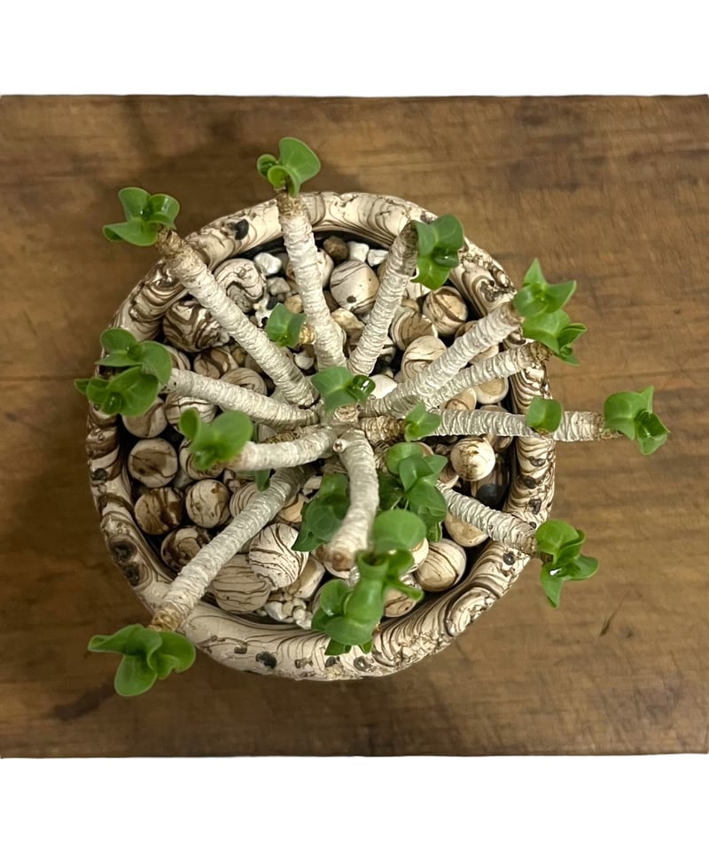 チッチ【獅子葉/DHA】ドセットホーン アデニウム メデューサ 鉢植え11 アデニウム メデューサD.H.A (獅子葉) + plantsmonsters pot 「Ad