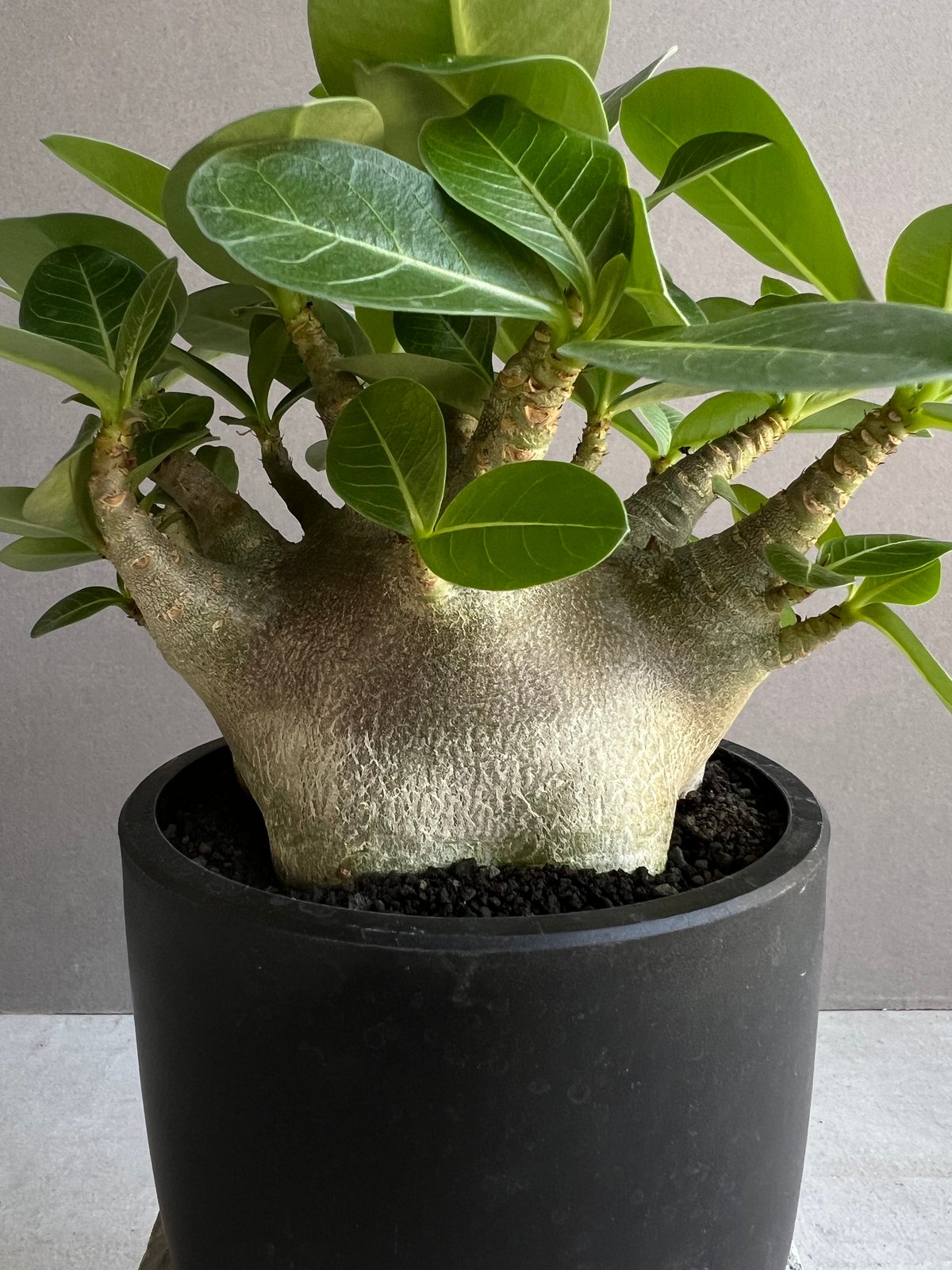 アデニウム アラビカム スーパー ドワーフ “ブラック” 「Adenium