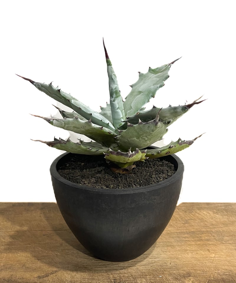 アガベ コロラータ「Agave colorata」19E-3 | SHOUCHIKUEN アガベ コロラータ「Agave colorata」19E-3 | SHOUCHIKUEN