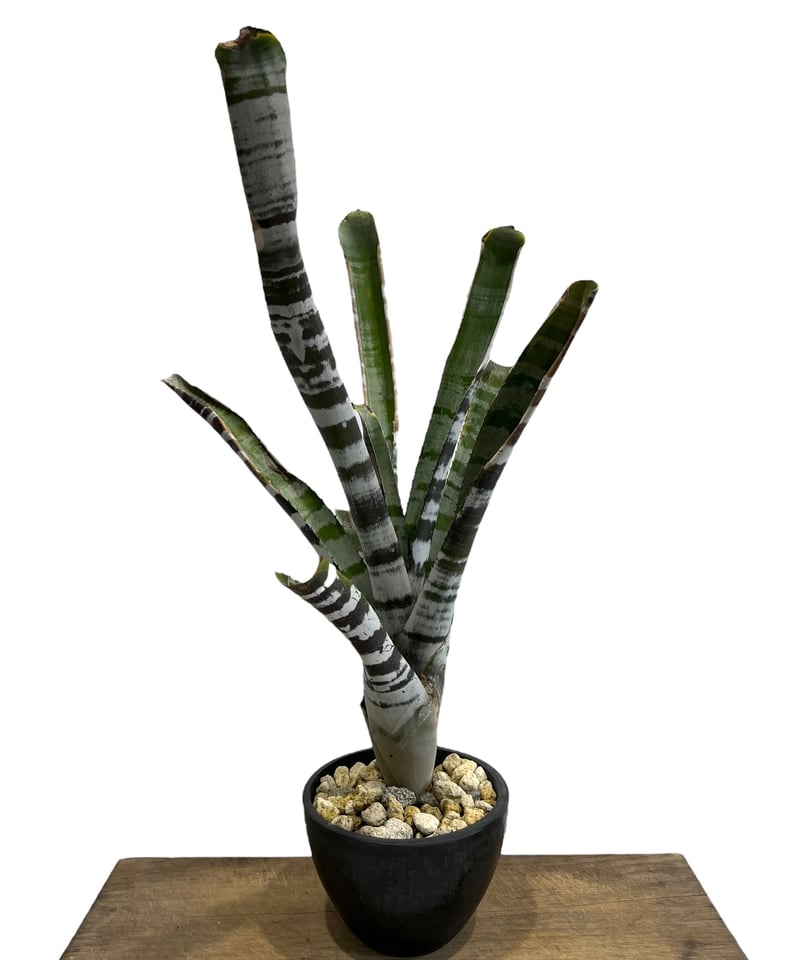エクメア チャンティニー ブラック Aechmea chantinii Black 5/29 エクメア チャンティニー ブラック Aechmea chantinii Black 5/29