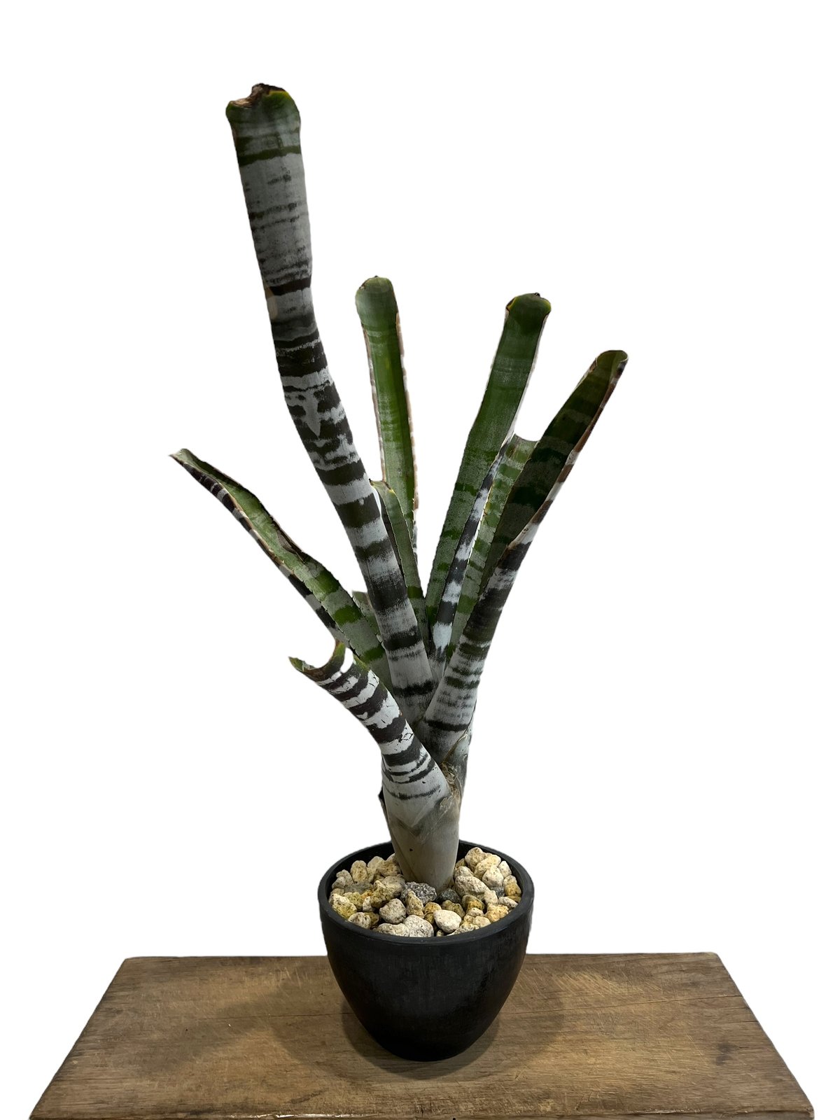 大株です！タンクブロメリア　エクメア『chantinii black』hyb. Aechmea chantinii Black Ice【artPLANTs/PLANTSGARAGE