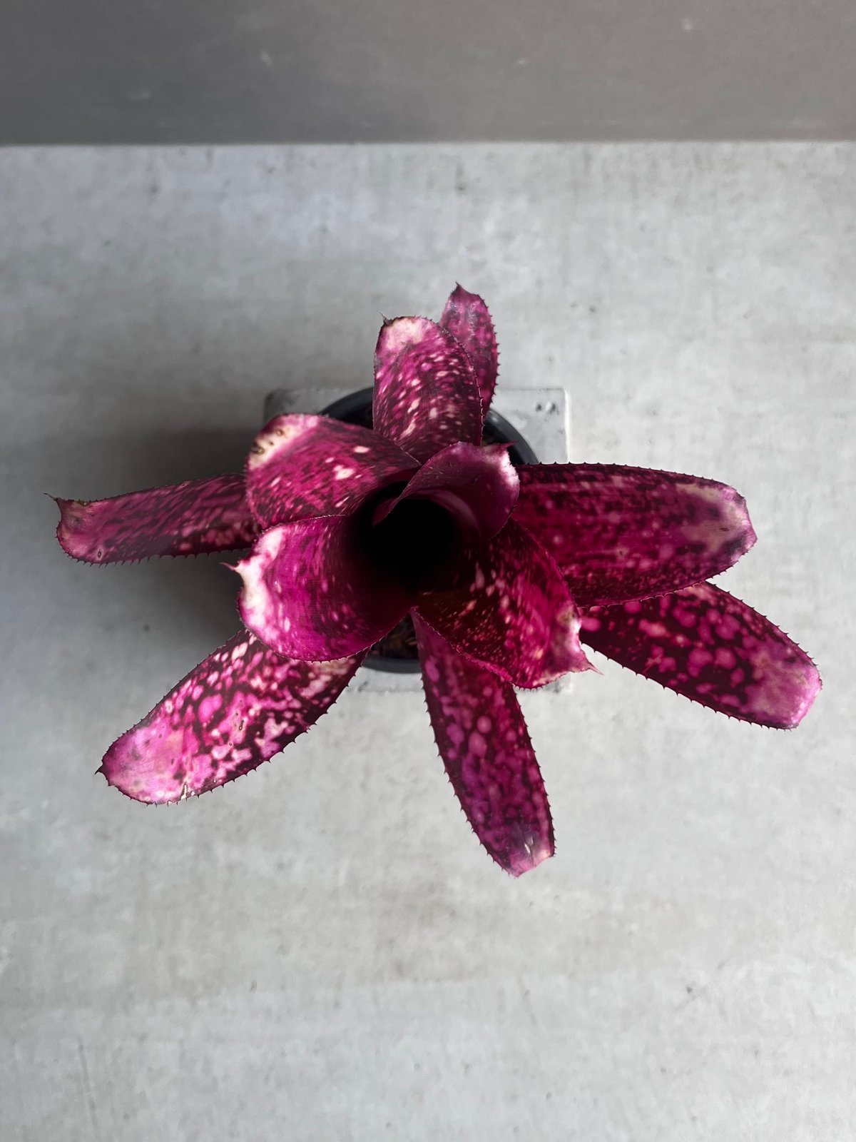 【希少】ビルベルギア　ハレルヤ ✨Billbergia ('Hallelujah' x 'Domingos Martins') #28 AU