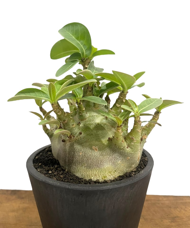 アデニウム アラビカム スーパー ドワーフ “ブラック” 「Adenium